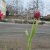 Bilder 2017 - Wettbewerbs AG Tulpen pflanzen