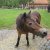 Bilder 2017 - 9b - Ausflug in den Zoo