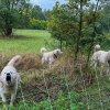 Besuch Streuobstwiese 24