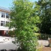 Kartierung des Schulgartens