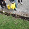 Wettbewerbs AG Tulpen pflanzen