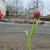 Wettbewerbs AG Tulpen pflanzen
